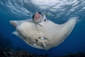   Manta ray Outch Julian Rock Byron Bay  